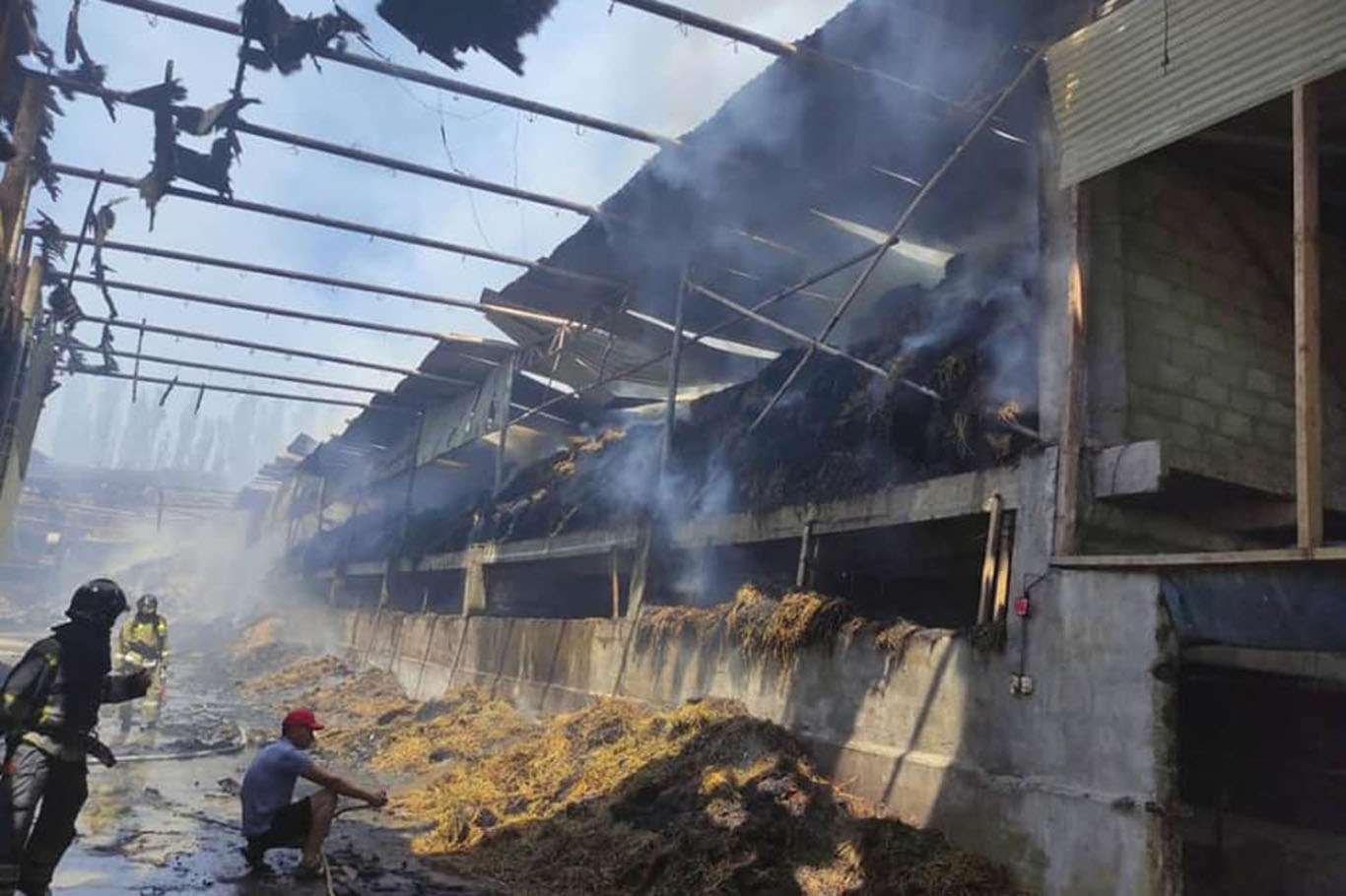 Kırgızistan'da çiftlik yangını: 223 büyükbaş hayvan telef oldu Kırgızistan'da çiftlik yangını: 223 büyükbaş hayvan telef oldu